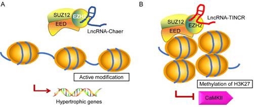 Int J Biol Sci Image