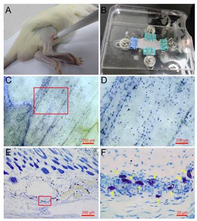 Int J Biol Sci Image