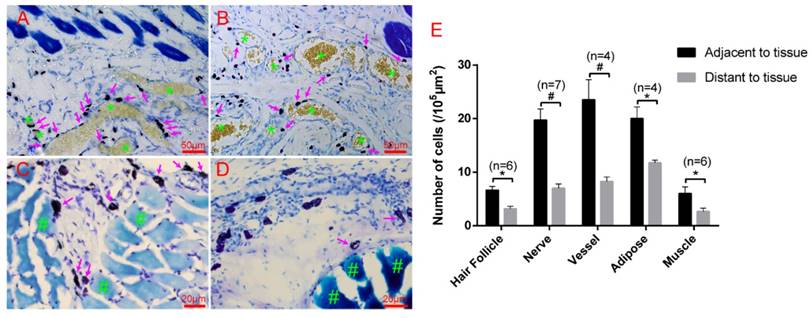 Int J Biol Sci Image