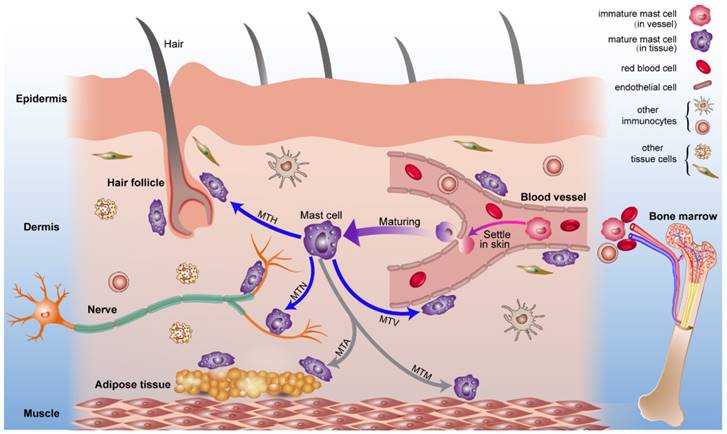 Int J Biol Sci Image