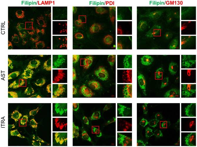 Int J Biol Sci Image