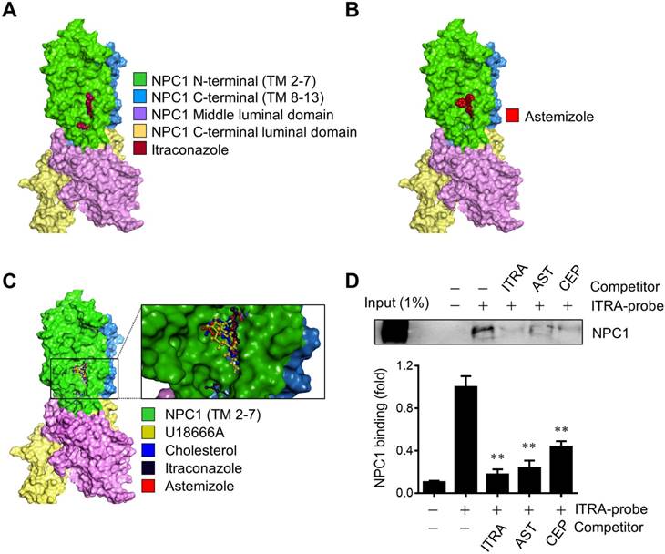 Int J Biol Sci Image