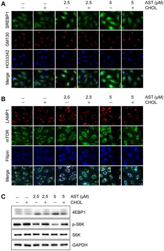 Int J Biol Sci Image