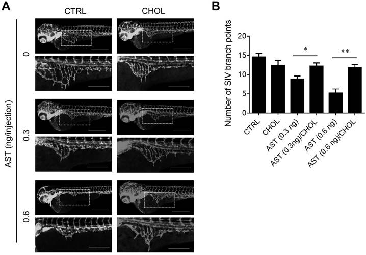 Int J Biol Sci Image