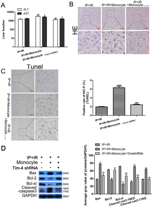 Int J Biol Sci Image