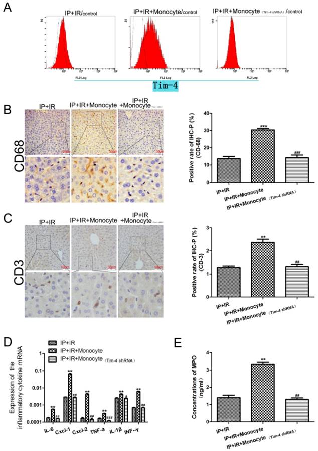 Int J Biol Sci Image