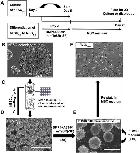 Int J Biol Sci Image