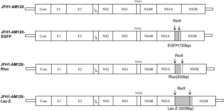 Int J Biol Sci Image