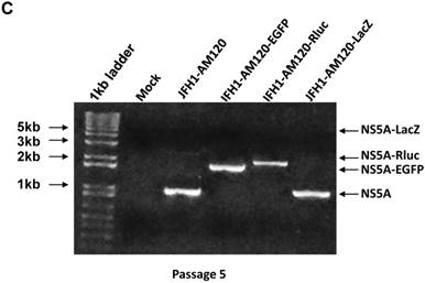 Int J Biol Sci Image