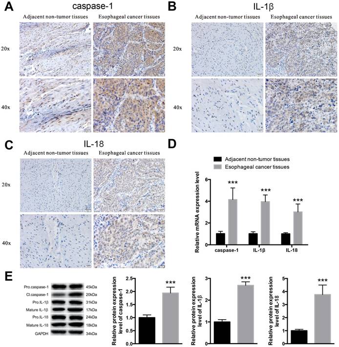 Int J Biol Sci Image