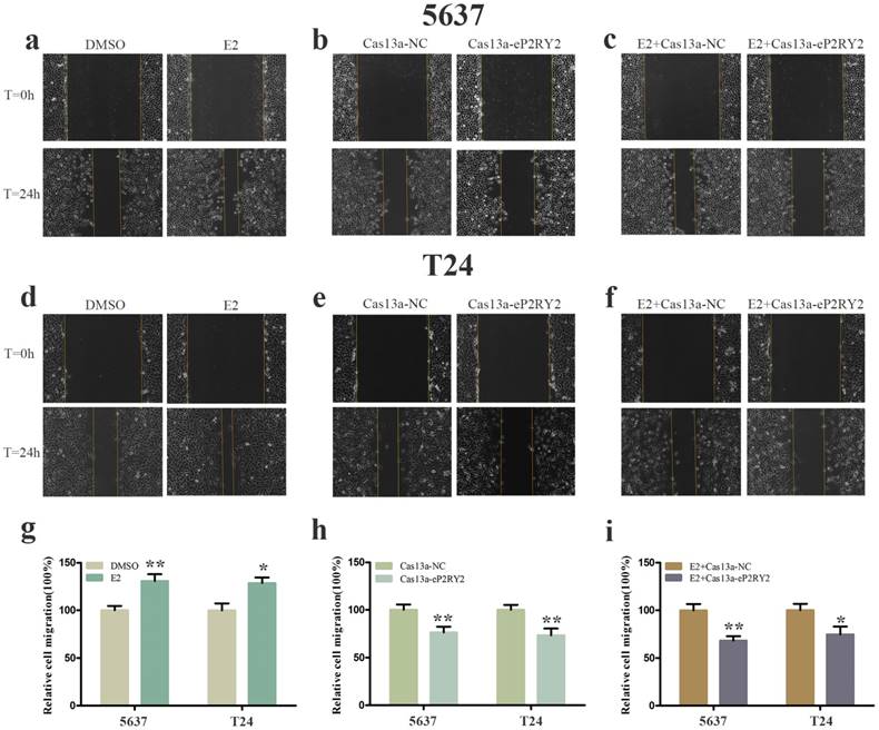 Int J Biol Sci Image