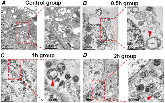 Int J Biol Sci Image