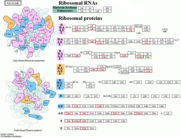 Int J Biol Sci Image