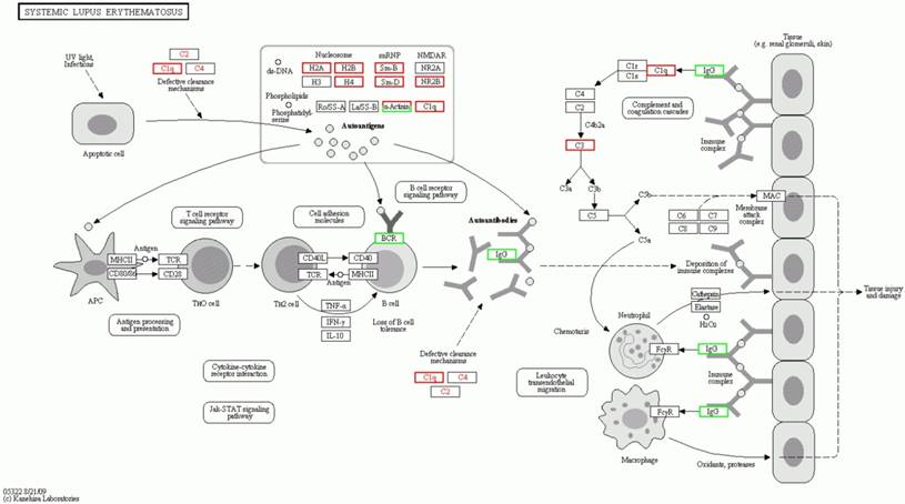 Int J Biol Sci Image