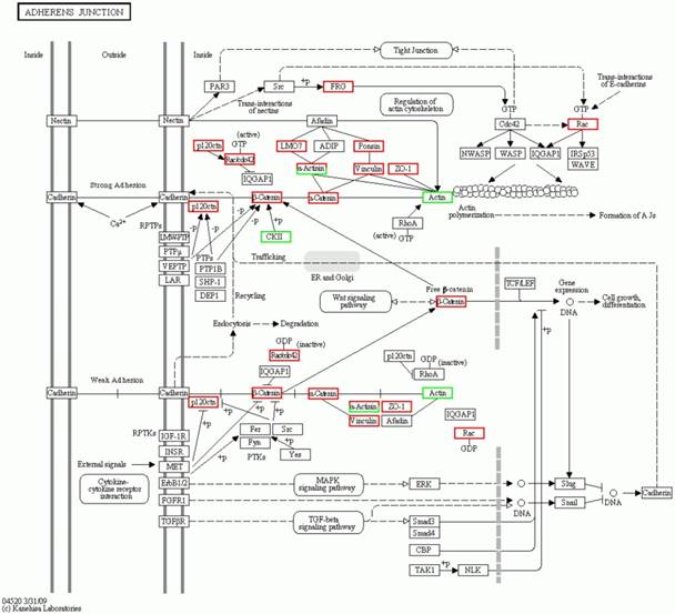 Int J Biol Sci Image