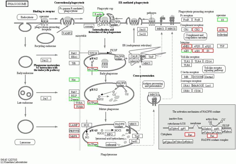 Int J Biol Sci Image