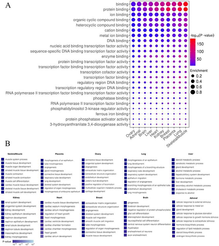 Int J Biol Sci Image