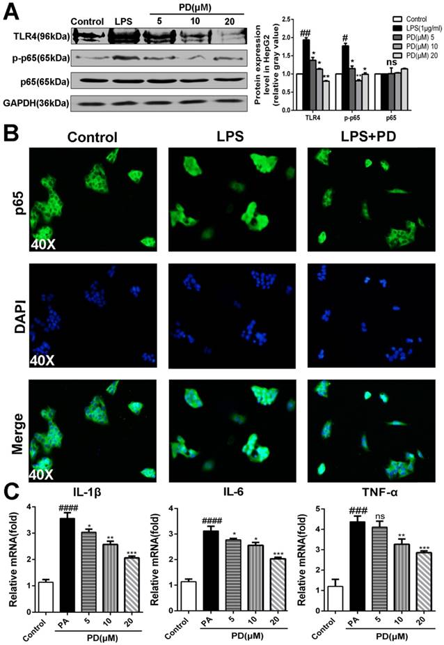 Int J Biol Sci Image