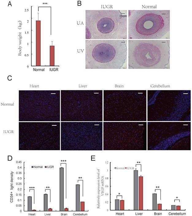 Int J Biol Sci Image