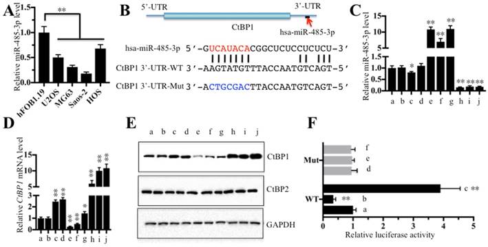 Int J Biol Sci Image