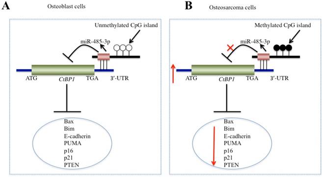 Int J Biol Sci Image