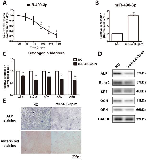 Int J Biol Sci Image