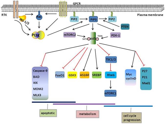 Int J Biol Sci Image