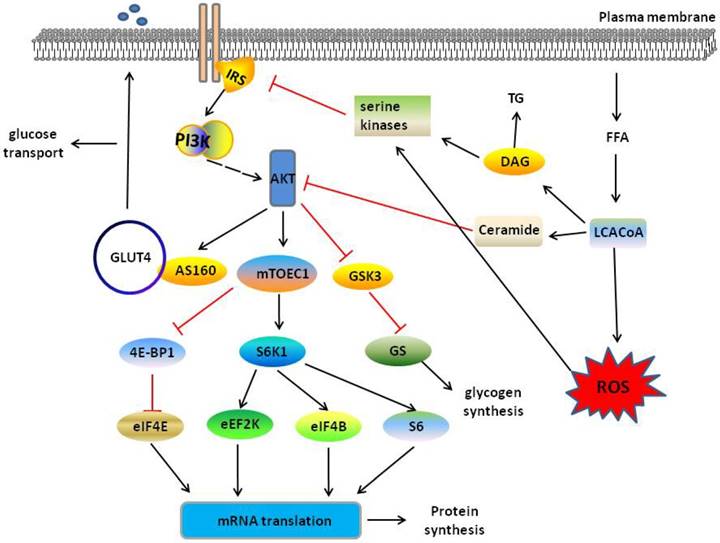 Int J Biol Sci Image