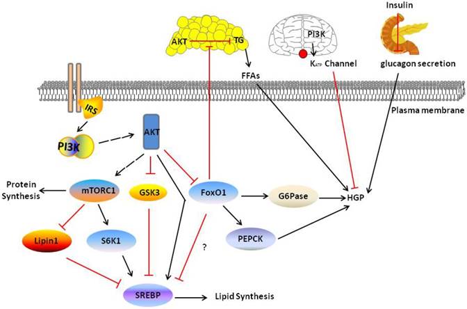 Int J Biol Sci Image