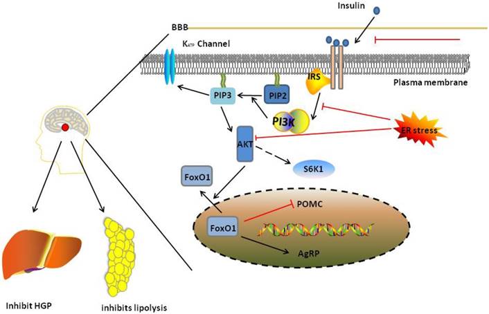 Int J Biol Sci Image