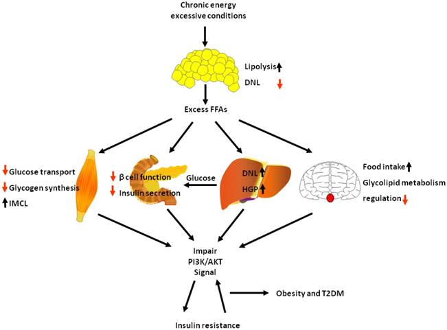 Int J Biol Sci Image