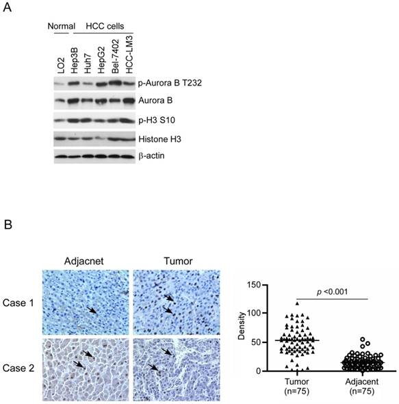 Int J Biol Sci Image