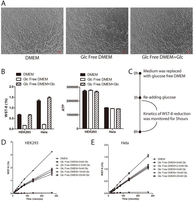 Int J Biol Sci Image