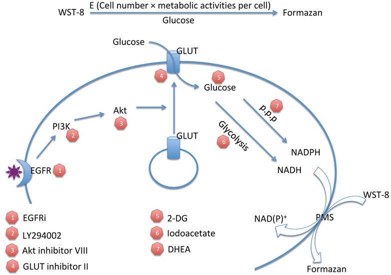 Int J Biol Sci Image