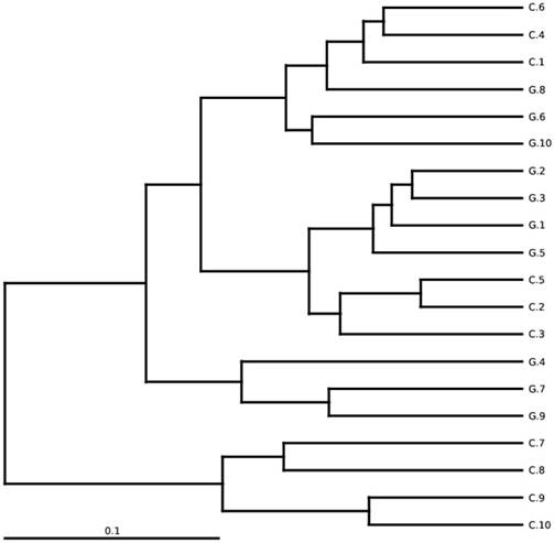 Int J Biol Sci Image