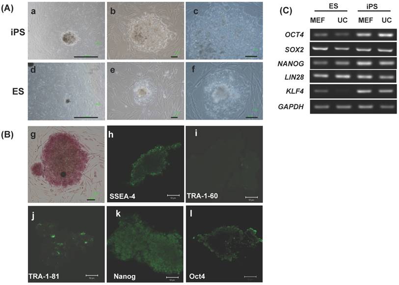 Int J Biol Sci Image