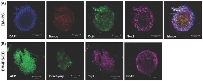 Int J Biol Sci Image