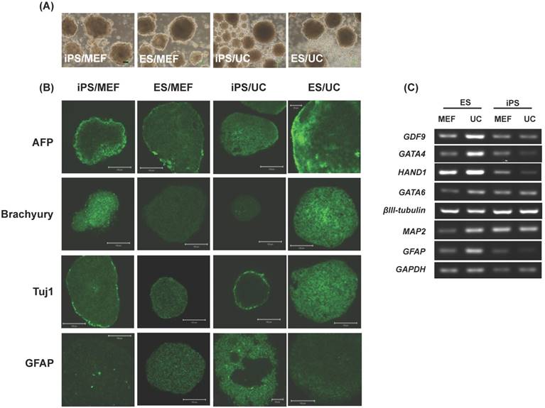 Int J Biol Sci Image