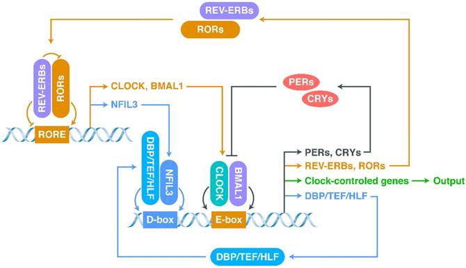 Int J Biol Sci Image