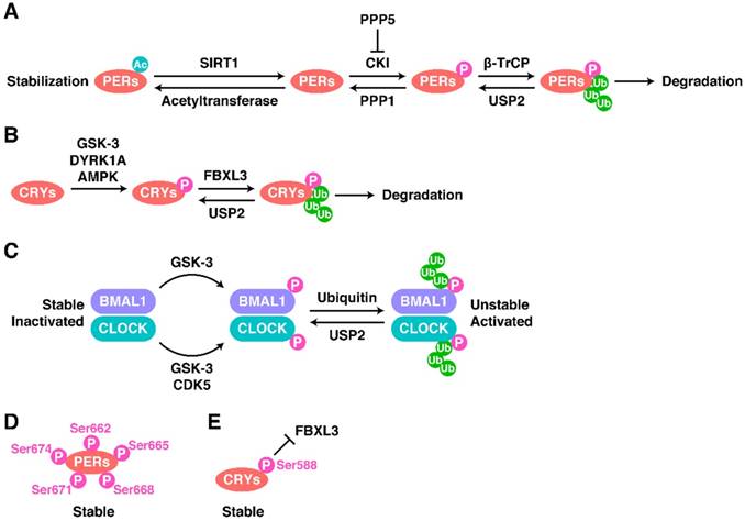 Int J Biol Sci Image