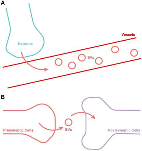 Int J Biol Sci Image