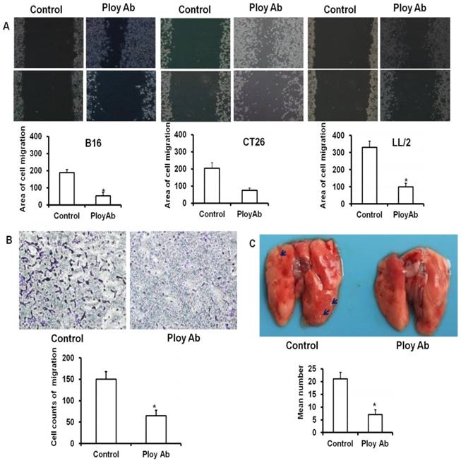 Int J Biol Sci Image