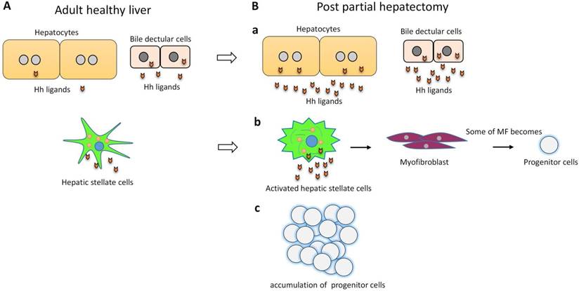 Int J Biol Sci Image