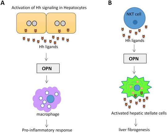 Int J Biol Sci Image