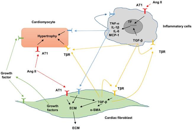 Int J Biol Sci Image