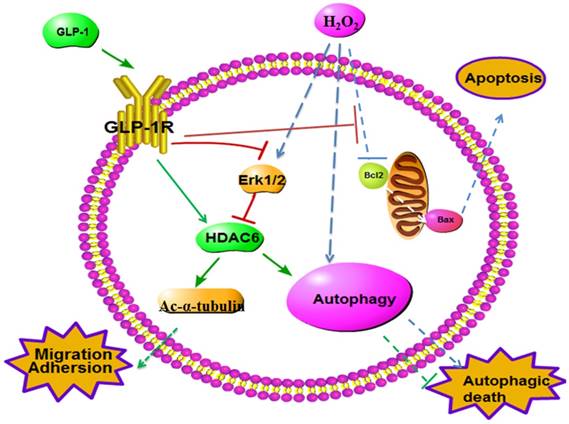 Int J Biol Sci Image