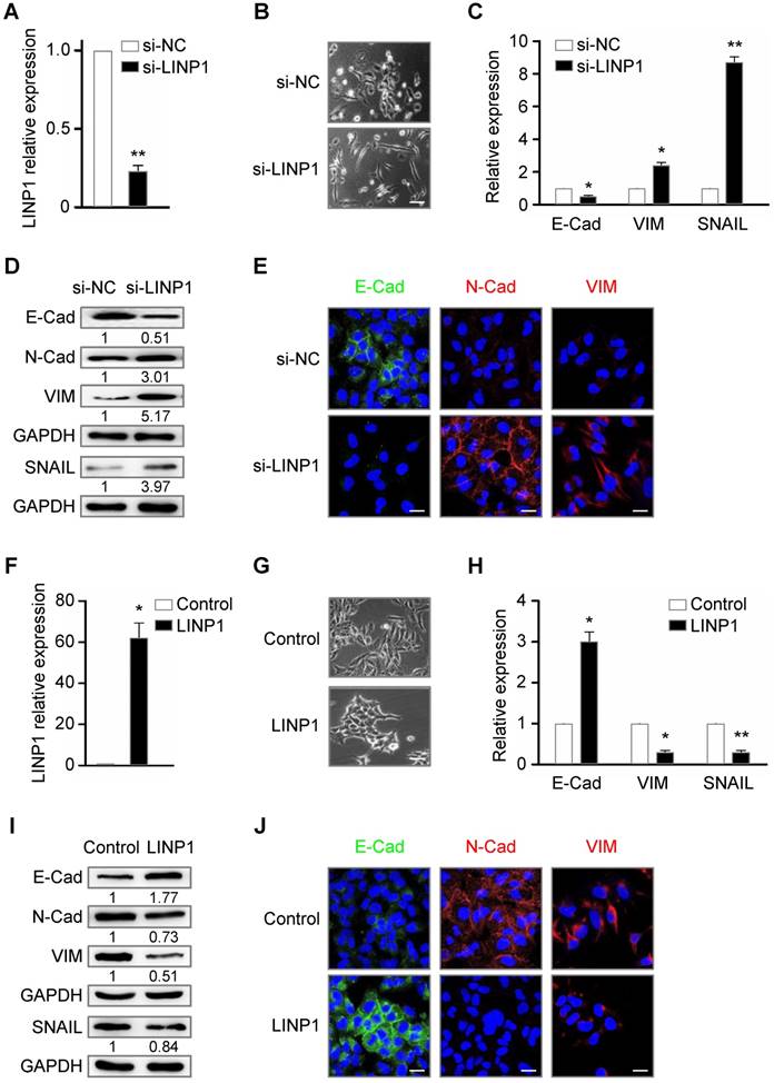 Int J Biol Sci Image