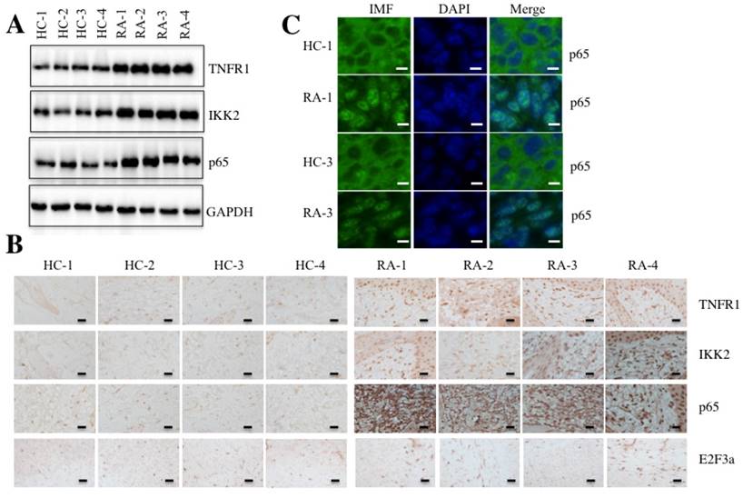 Int J Biol Sci Image