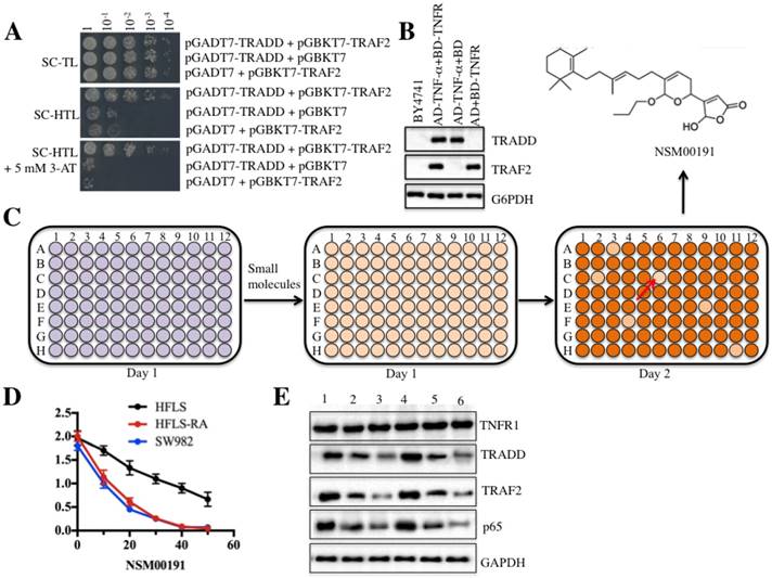 Int J Biol Sci Image