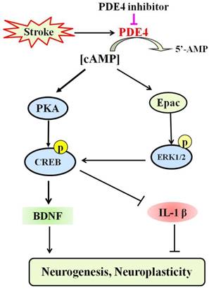 Int J Biol Sci Image